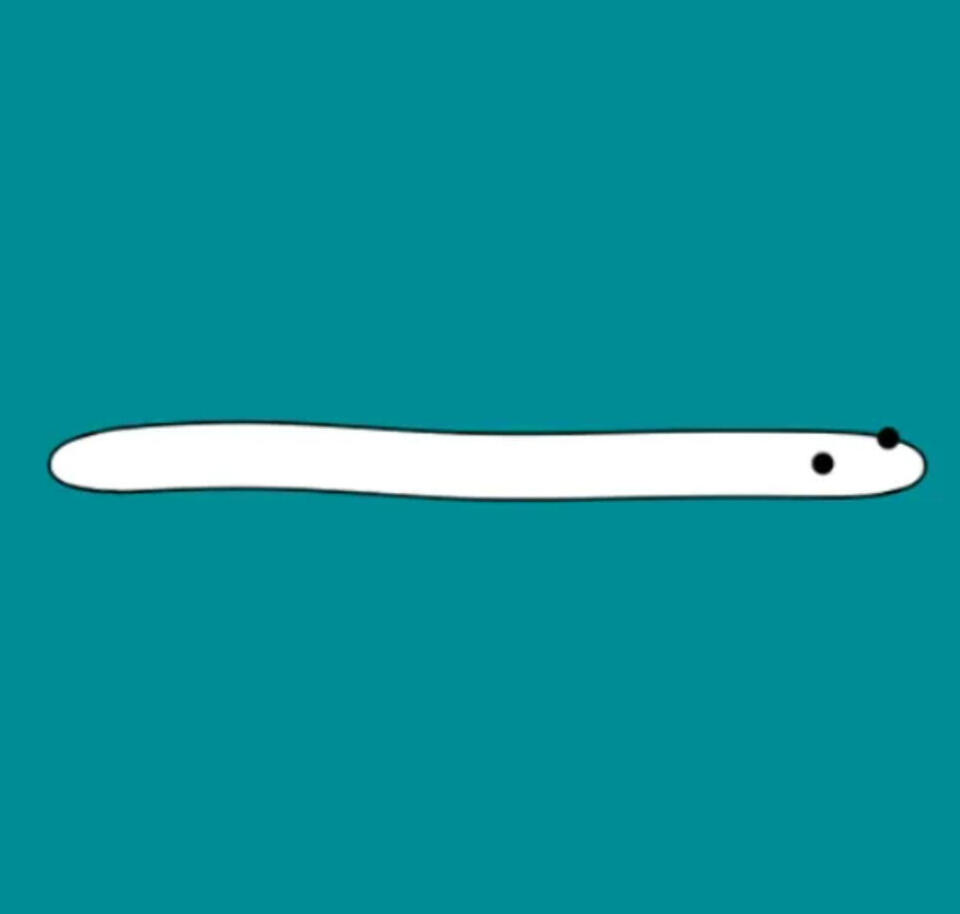 The Worm The Worm